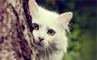 猫咪为什么用鼻子呼吸