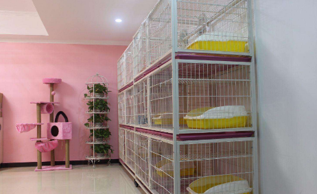 成都宠物寄养多少钱