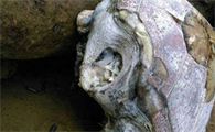 乌龟缺水而死的样子