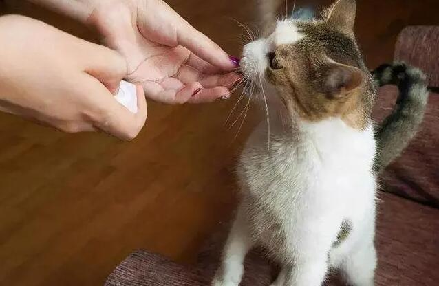 猫咪为什么把舌头咬住 猫咪为什么把舌头咬住