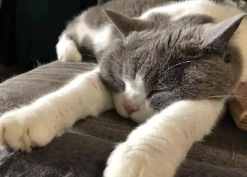 为什么猫咪整天都在睡觉