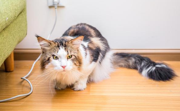 猫咪为什么会频繁呕吐