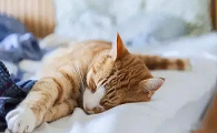 猫咪睡觉踩东西是为什么原因