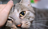 猫咪为什么拿头蹭人脸