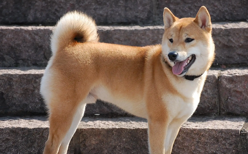 中华田园犬吃什么食物?喂养须知~ 中华田园犬吃什么食物?喂养须知~