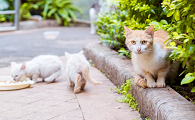 流浪猫喜欢你的10种表现