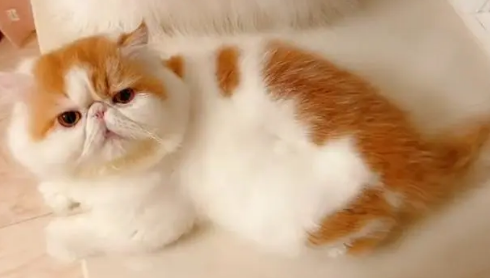加菲猫不爱吃东西怎么办?可以来看看! 加菲猫不爱吃东西怎么办?可以来看看!