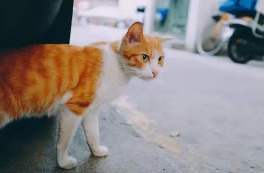 宠物猫丢了找回来的好方法 宠物猫丢了找回来的好方法