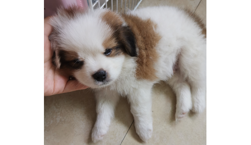 串串狗吃什么？如何饲养？