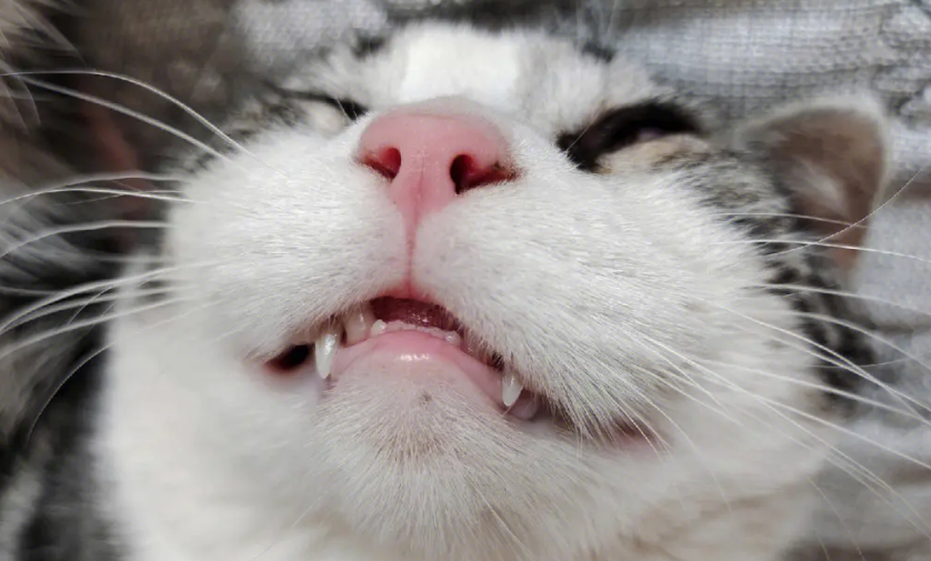 猫咪牙齿为什么变乱啦怎么回事 猫咪牙齿为什么变乱啦怎么回事