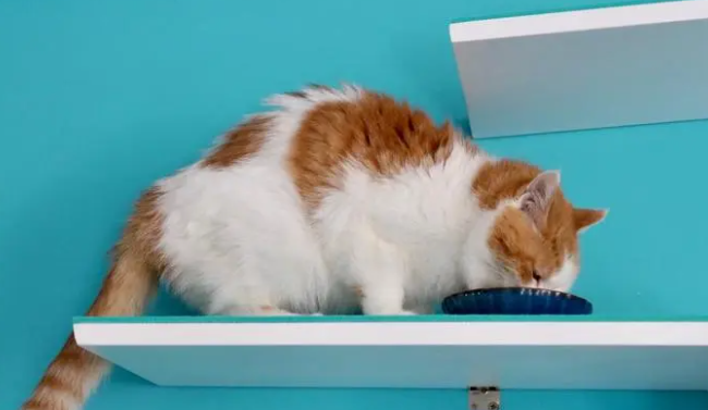 猫咪为什么要打翻饭碗呢