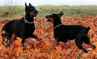 德国宾莎犬皮炎如何治疗？宠主可以了解一下！
