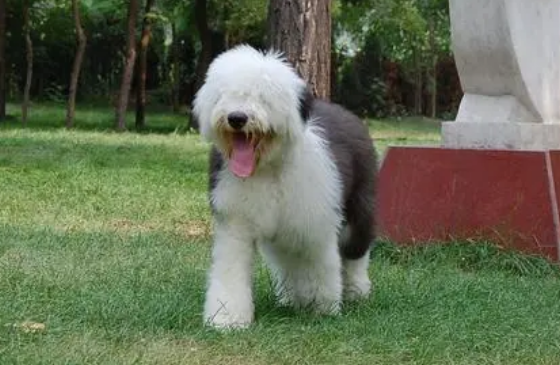 萌宠小知识：古代牧羊犬怎么养？