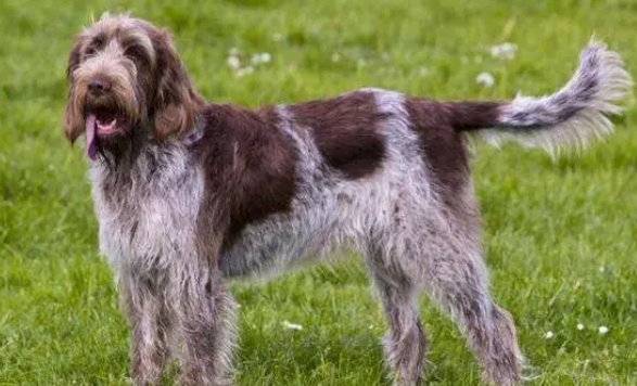 史毕诺犬怀孕要注意哪些问题?要注意哪方面? 史毕诺犬怀孕要注意哪些问题?要注意哪方面?