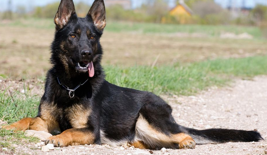 比利时牧羊犬毛发怎么护理？这些方法你还不知道？