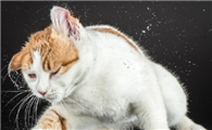 猫咪洗澡后抖动的原因