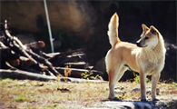养宠须知：中华田园犬有哪些优点？