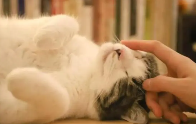 猫咪为什么会变得喜欢主人呢 猫咪为什么会变得喜欢主人呢