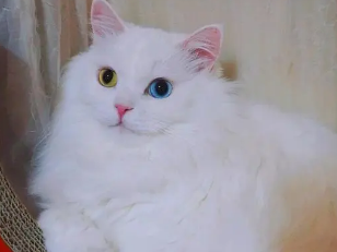 山东狮子猫幼猫一天吃多少粒猫粮,看这里 山东狮子猫幼猫一天吃多少粒猫粮,看这里