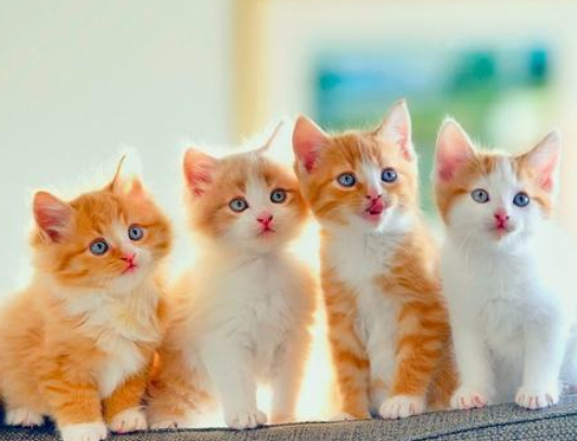 为什么动物都喜欢猫