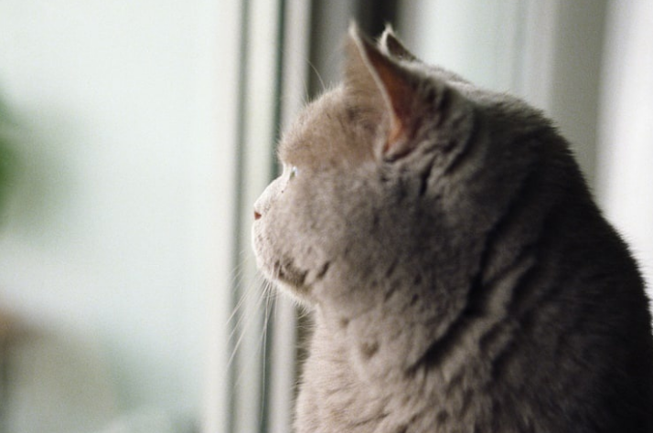 猫咪为什么喜欢盯着东西看