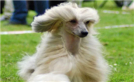 冠毛犬皮肤病怎么治?治疗方法如下。