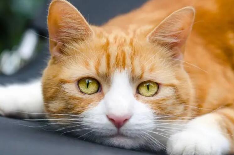 猫咪眼睛为什么有黄色