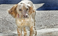 英格兰雪达犬感冒怎么办？看看解决办法