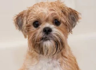 猎水獭犬呕吐怎么处理?带你们来瞧瞧! 猎水獭犬呕吐怎么处理?带你们来瞧瞧!