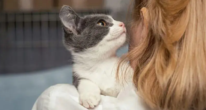 猫为什么抱着猫咪会叫呢