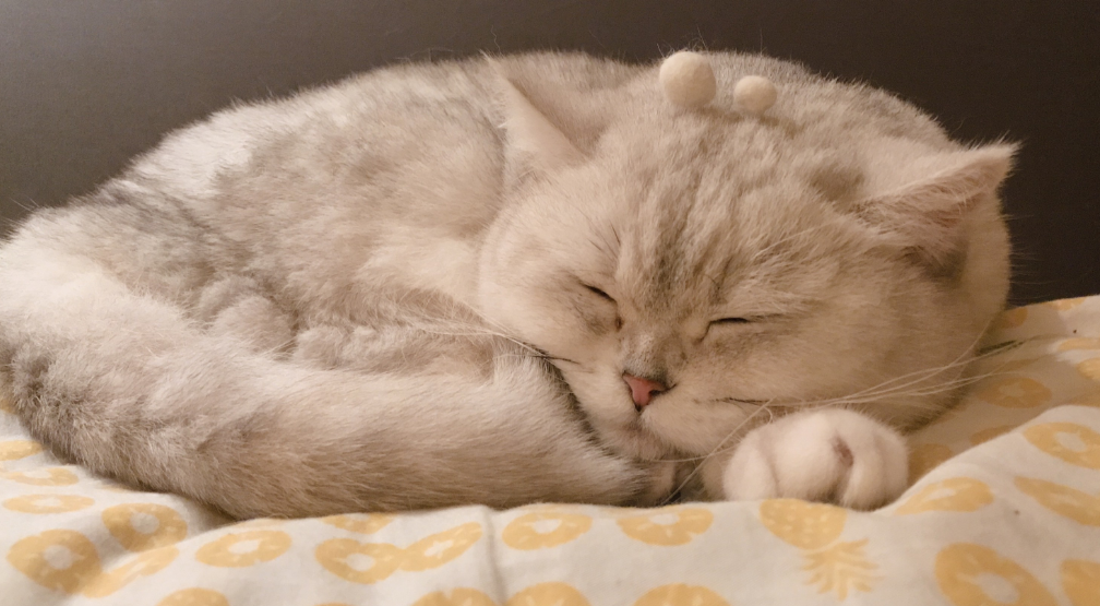猫咪为什么睡我床上就叫