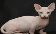 长相最恐怖的猫