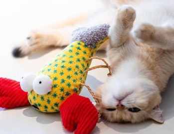 猫咪为什么把玩具给我抱呢怎么回事 猫咪为什么把玩具给我抱呢怎么回事