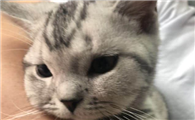 猫咪过敏的原因有哪些