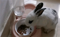 兔子总是偷猫粮吃为什么
