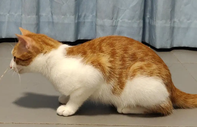 猫咪老抖脚是怎么回事