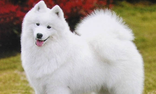 萨摩耶犬什么时候发情?你知道不? 萨摩耶犬什么时候发情?你知道不?