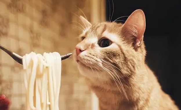 宠物猫价格表多少钱一只幼崽