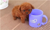 茶杯犬怎么养才健康?养狗须知
