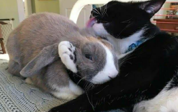养兔子还是养猫好 养兔子还是养猫好