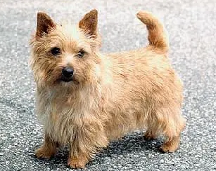 养狗须知,罗威士梗怎么养? 养狗须知,罗威士梗怎么养?