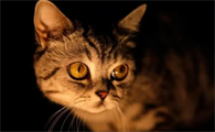 猫咪晚上为什么不会叫唤