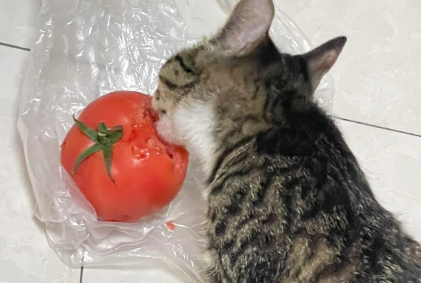 猫咪为什么喜欢吃番茄 猫咪为什么喜欢吃番茄