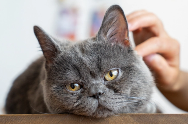 猫咪头疼怎么办