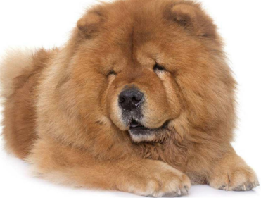 合肥禁养松狮犬怎么办？一文告诉你！
