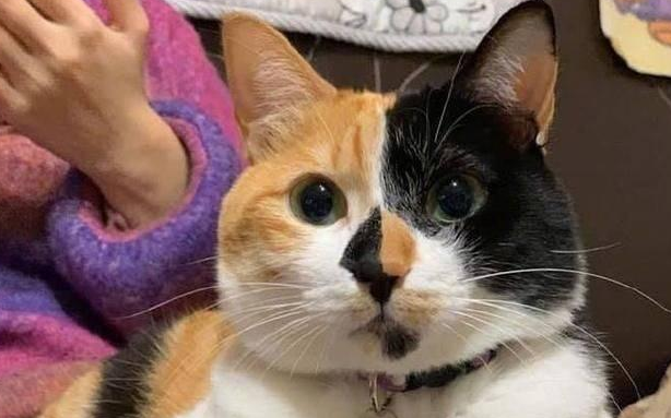 为什么喜欢养丑的猫咪的原因