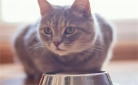 猫咪为什么不吃饭了
