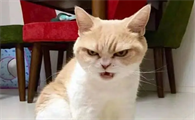 小猫很凶怎么驯服