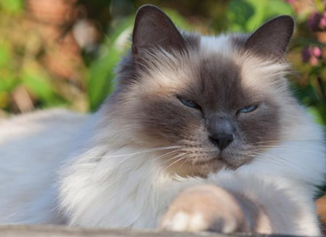 怎么训练伯曼猫不咬人?好奇就来了解~ 怎么训练伯曼猫不咬人?好奇就来了解~