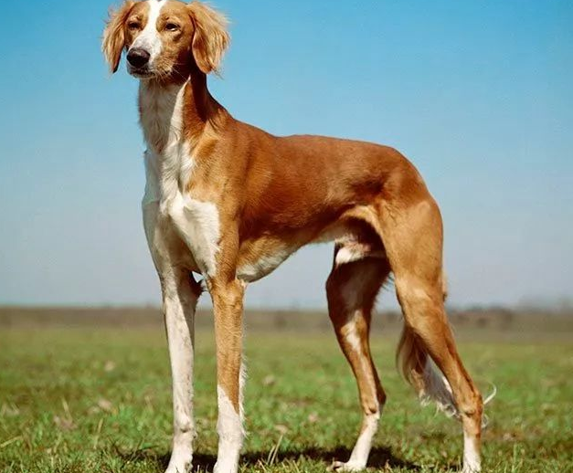 萨路基猎犬怎么驱虫?快来看看吧 萨路基猎犬怎么驱虫?快来看看吧